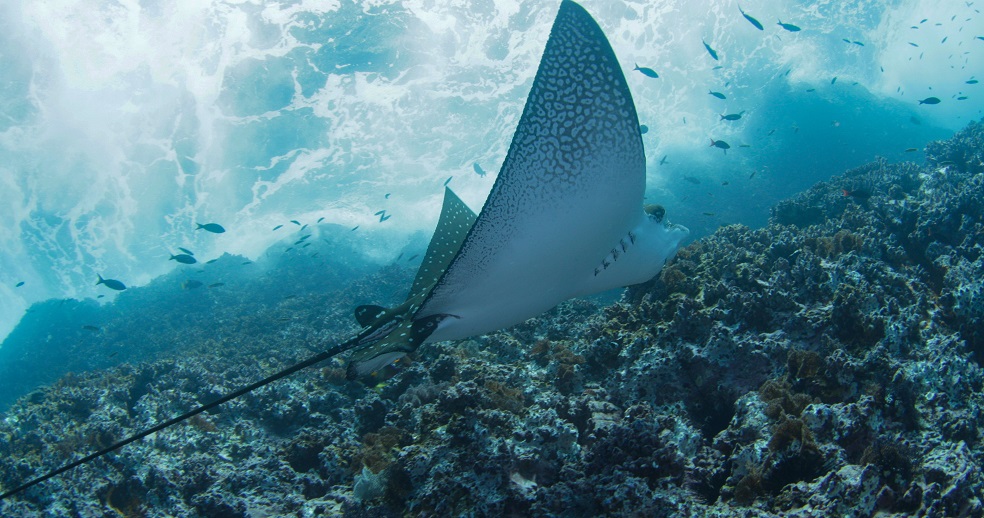La expedición comenzó por los montes submarinos cerca del Santuario de Flora y Fauna de Malpelo, siguió por el golfo de Tribugá y llegaó hasta el Canal de Panamá, que cruzaron para ingresar al archipiélago de San Andrés, Providencia y Santa Catalina. / Foto: Manu San Félix - National Geographic