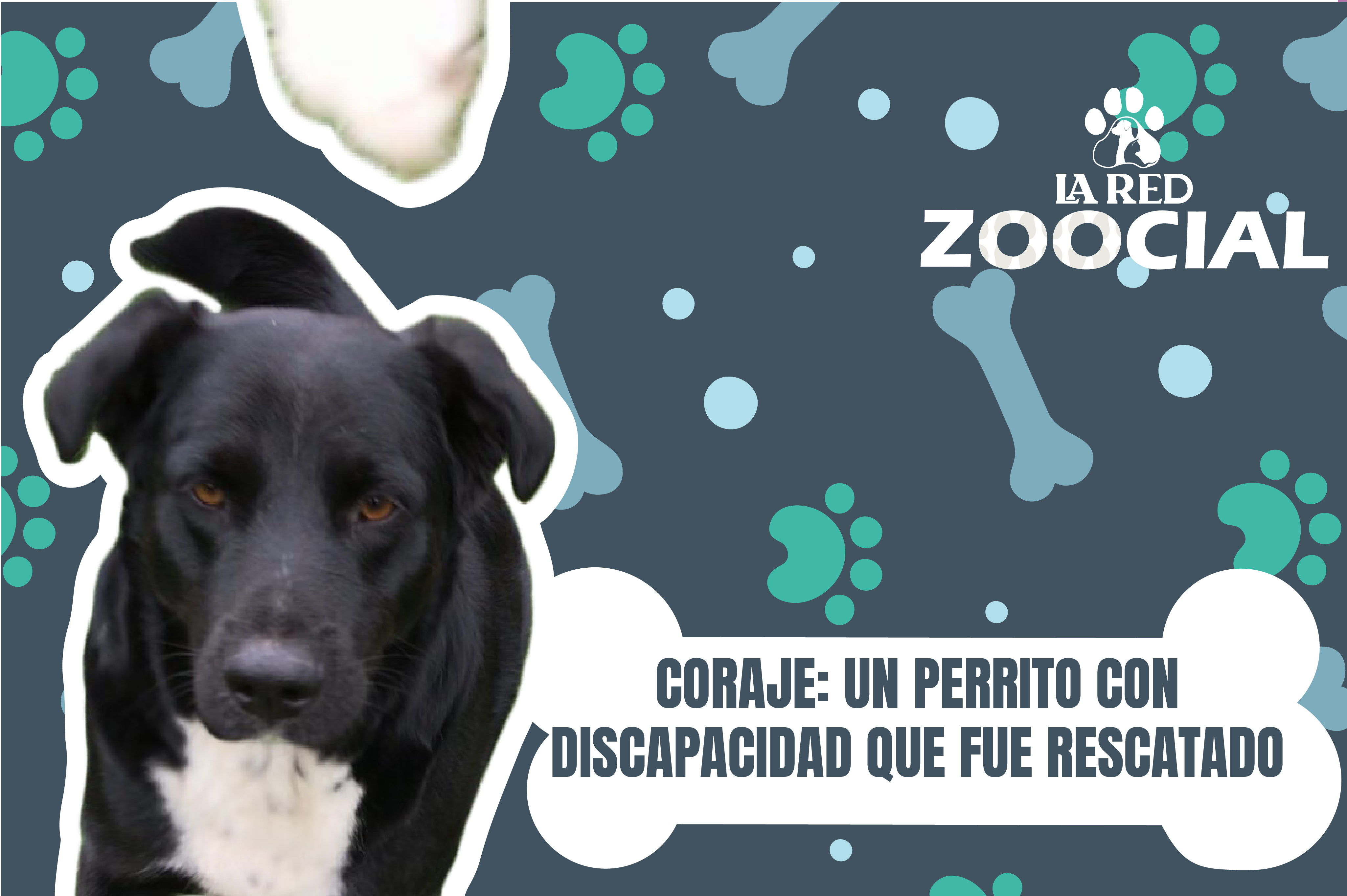 Coraje, la historia de un perro con discapacidad que fue rescatado en Cundinamarca