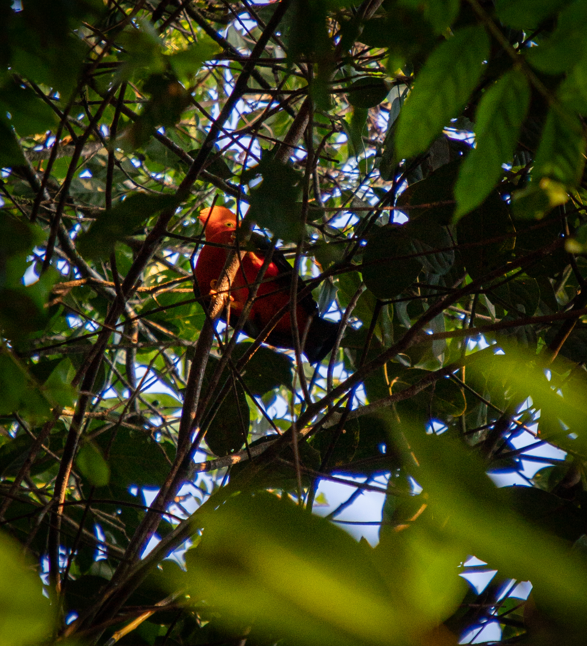 El gallito de las rocas (“rupicola rupicola”) es una de las aves más exóticas de Suramérica.