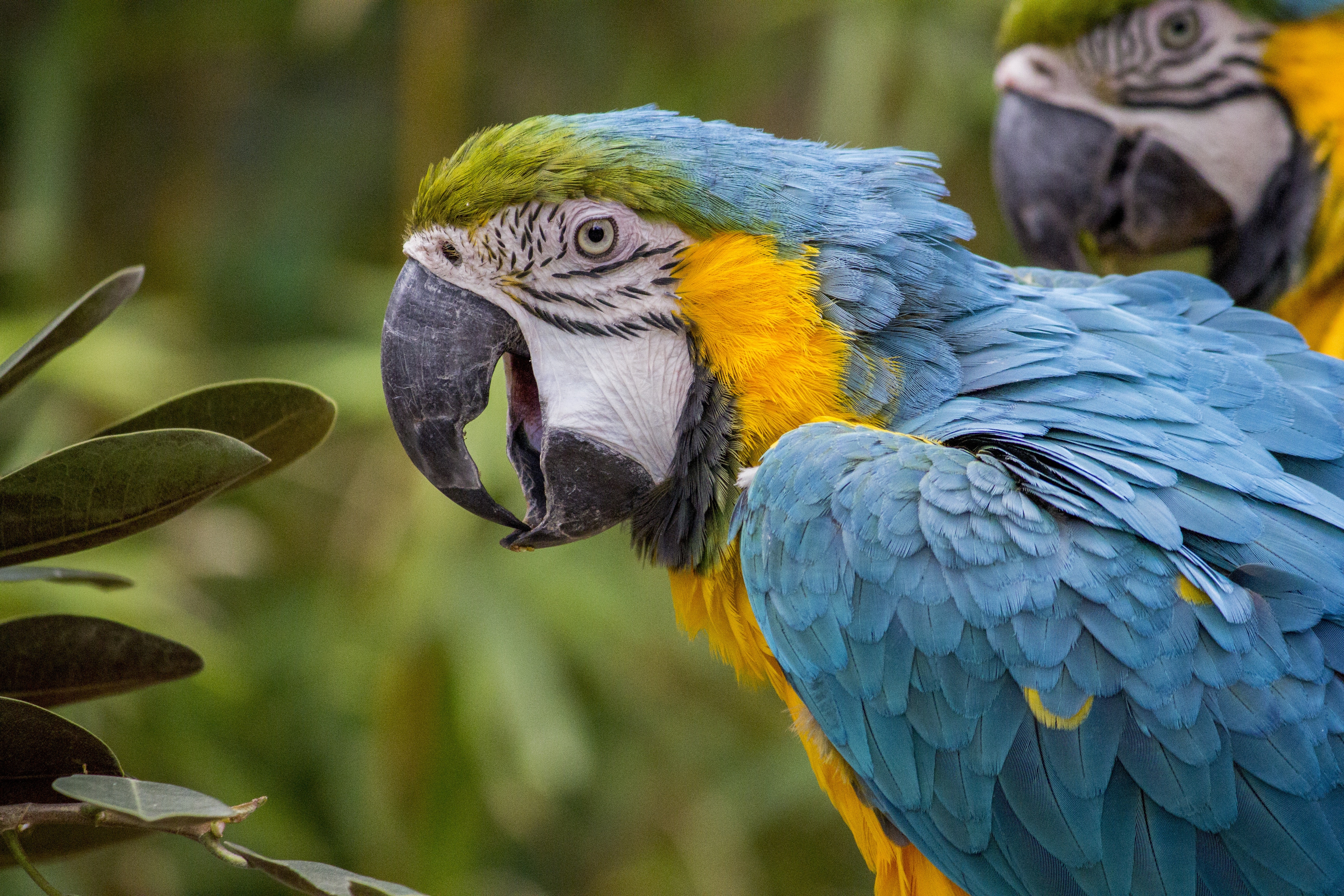 Francisco Piedrahita, de empresario a coleccionista de aves