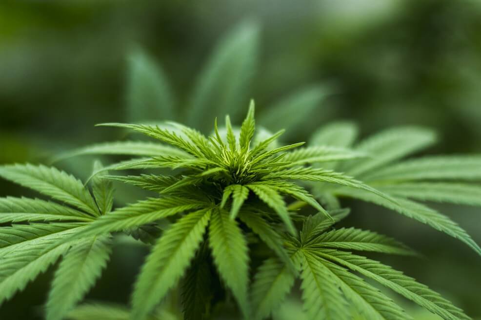 Proyecto abre paso a los “coffee shops” y regula el consumo recreativo de marihuana