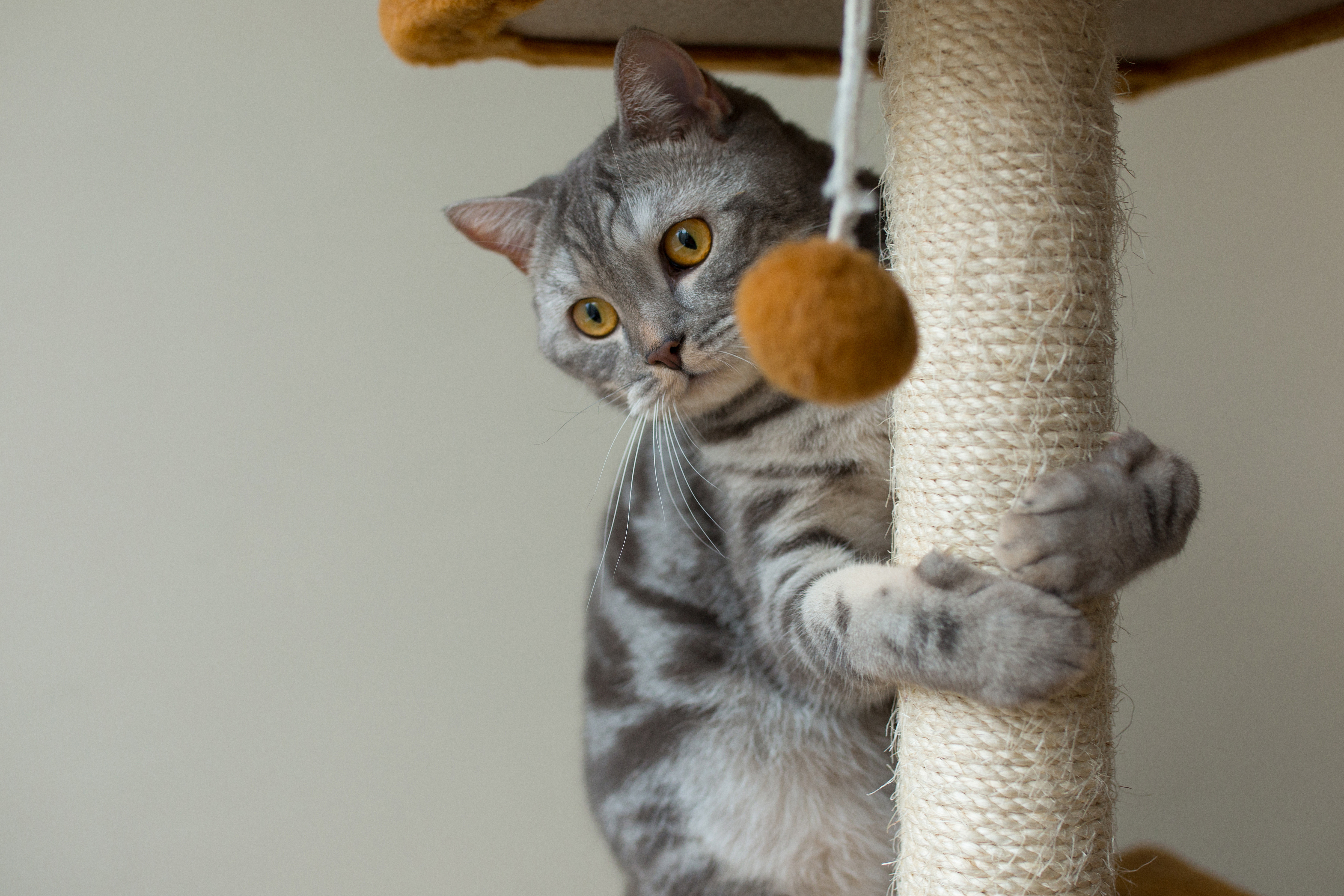 ¿Qué cosas les gusta ver o apreciar a los gatos?