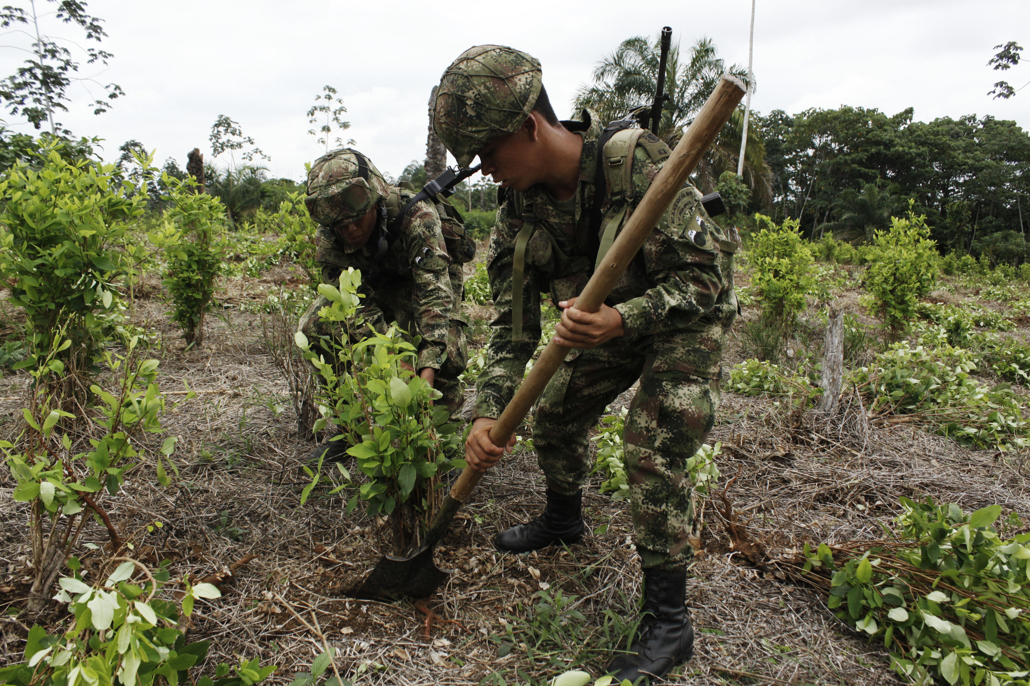 Se han erradicado más de 98.000 hectáreas de coca, sin embargo, la resiembra supera un 60 %