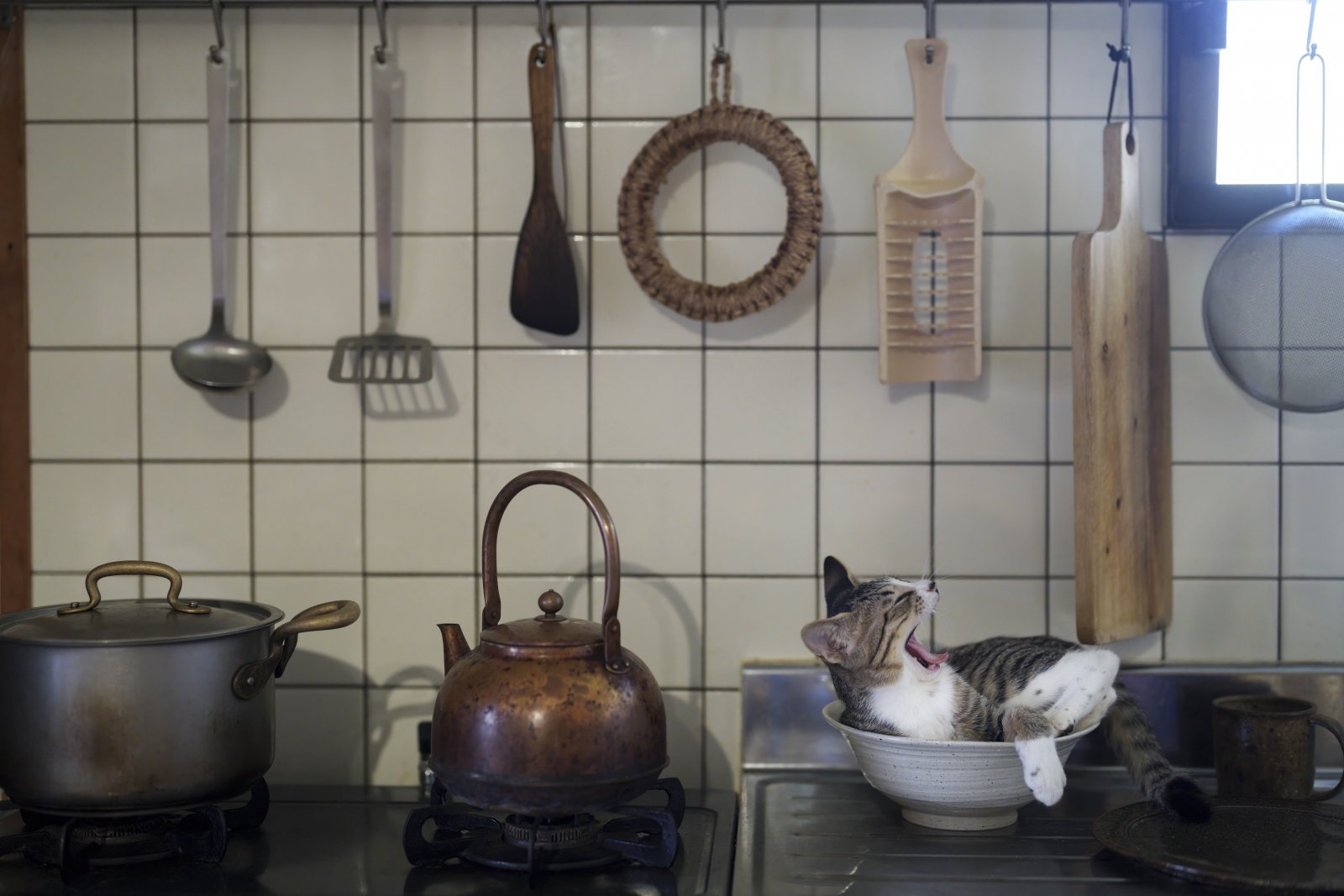"Kitty in the Kitchen" by Atsuyuki Ohshima.