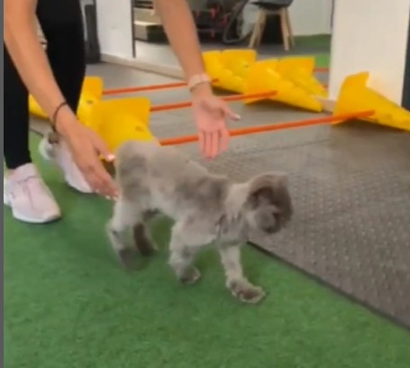(Video) Gata con las patas paralizadas por accidente cerebrovascular volvió a caminar