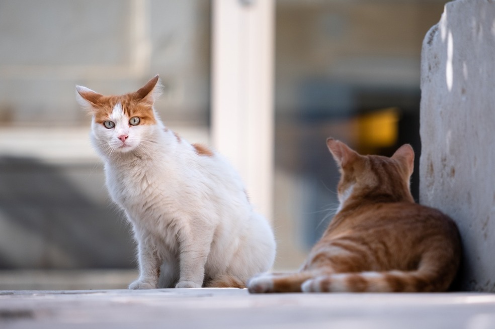 Los gatos domésticos cazan a más de 2.000 especies de animales en el mundo
