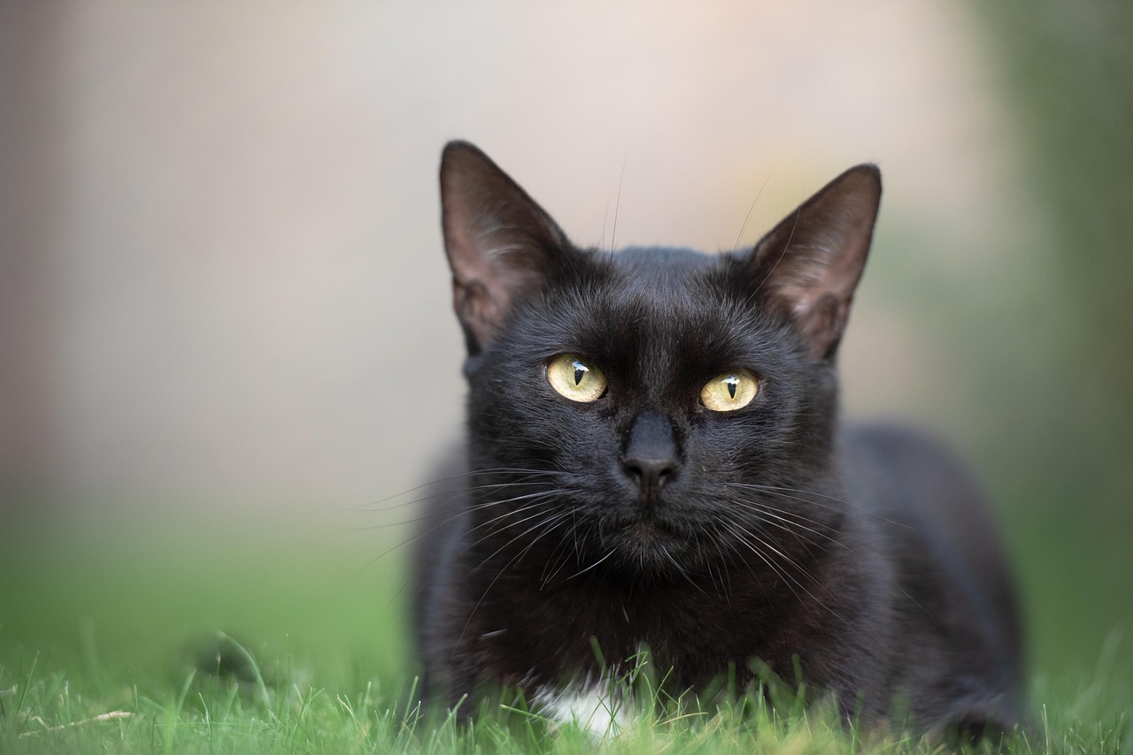 ¿Por qué adoptar un gato negro?