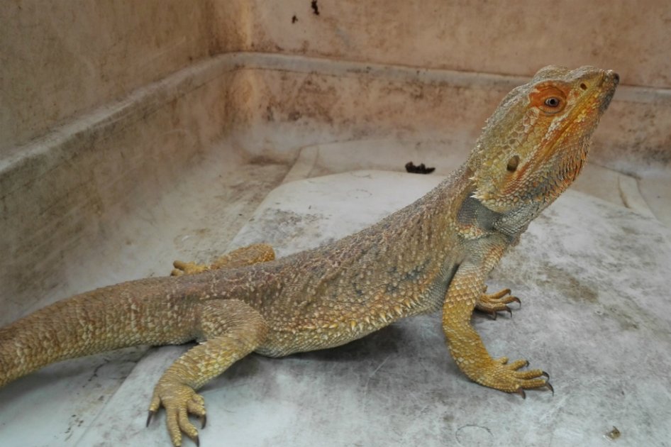 En Sevilla, Valle, se investiga tráfico de dragones australianos