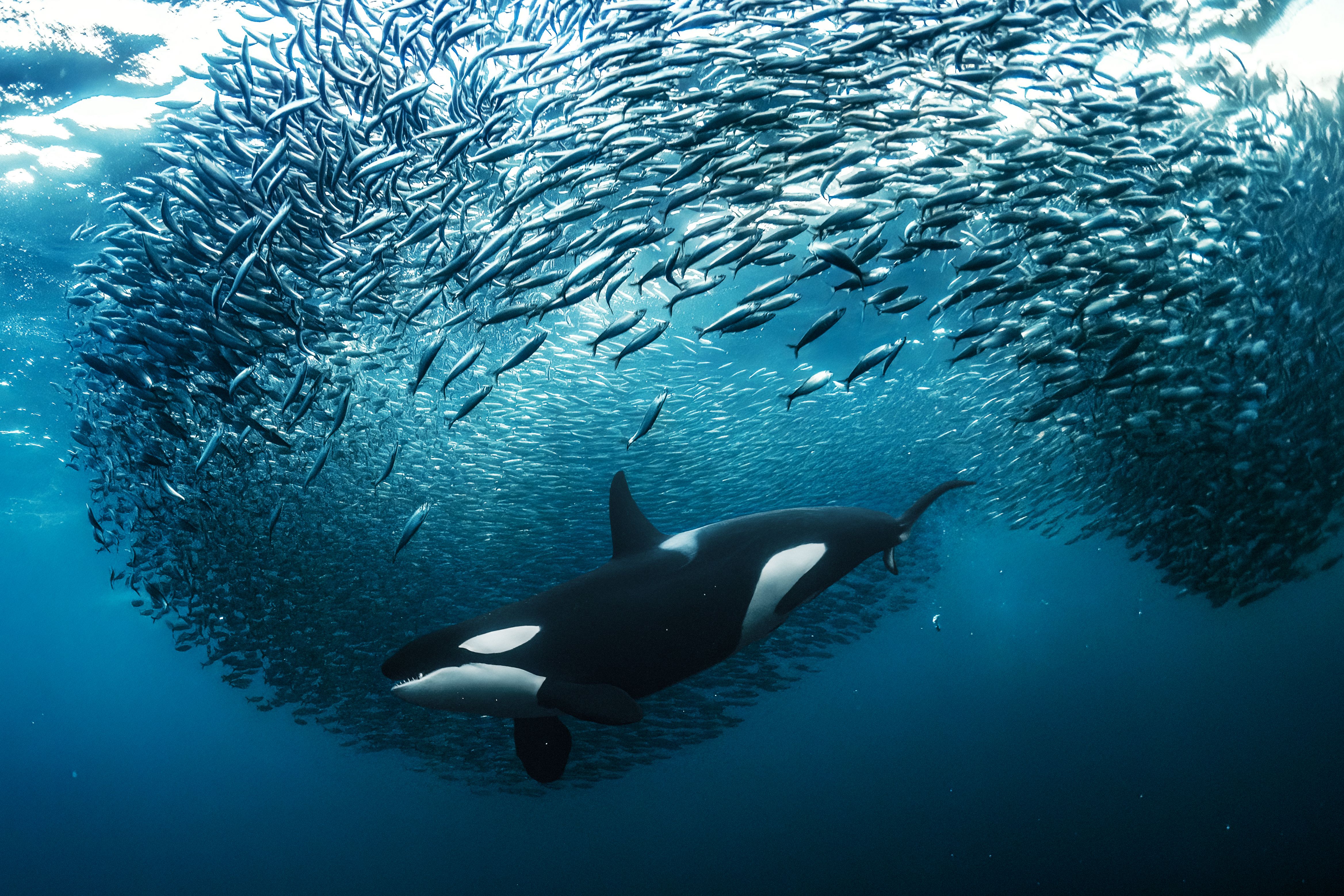 Andy Schmid ganó oro por una fotografía de una orca hembra parte una bola de cebo de arenque mientras se lanza a través de ella para conseguir una. "Cada invierno, enormes bancos de arenques migran desde el océano abierto hacia los fiordos del norte de Noruega y atraen a un gran número de grandes depredadores, como orcas y ballenas jorobadas. Ver a las orcas alimentándose de arenque utilizando la llamada técnica de alimentación en carrusel es muy emocionante, pero no es fácil de capturar debido a varios factores: luz y visibilidad limitadas, acción rápida y superficie fría y temperatura del agua. Poder bucear en apnea y capturar la acción de un frenesí de alimentación continuo en estas condiciones es difícil, pero logré crear una serie de fotografías que nunca había soñado capturar", dijo Schmid. /Andy Schmid - World Nature Photography Awards.