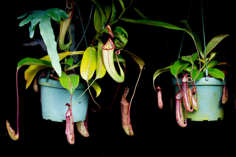 Imágenes de las plantas carnívoras que estarán exhibidas en Bogotá hasta el 24 de junio