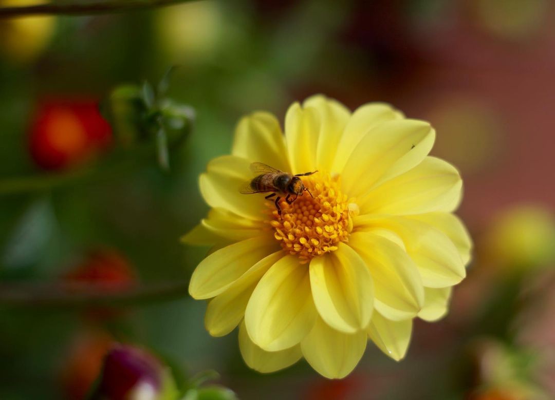 Las flores silvestres están dependiendo menos de los insectos polinizadores