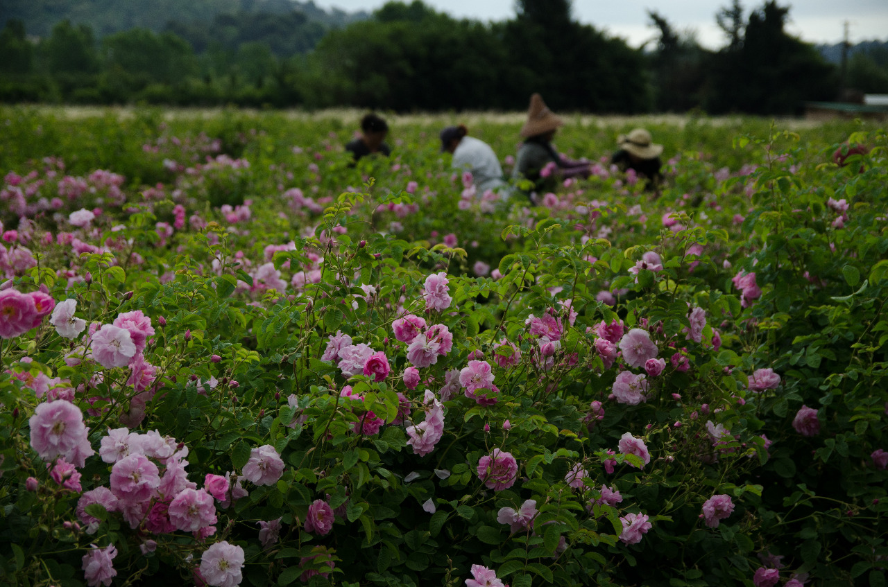 Las rosas que le dan vida al Chanel N°5