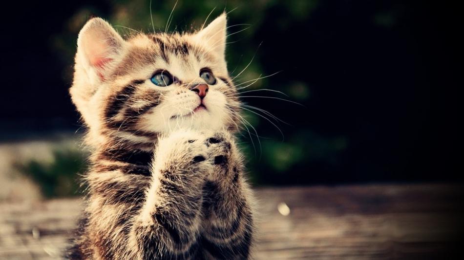 Consejos para la sana nutrición de tu mascota