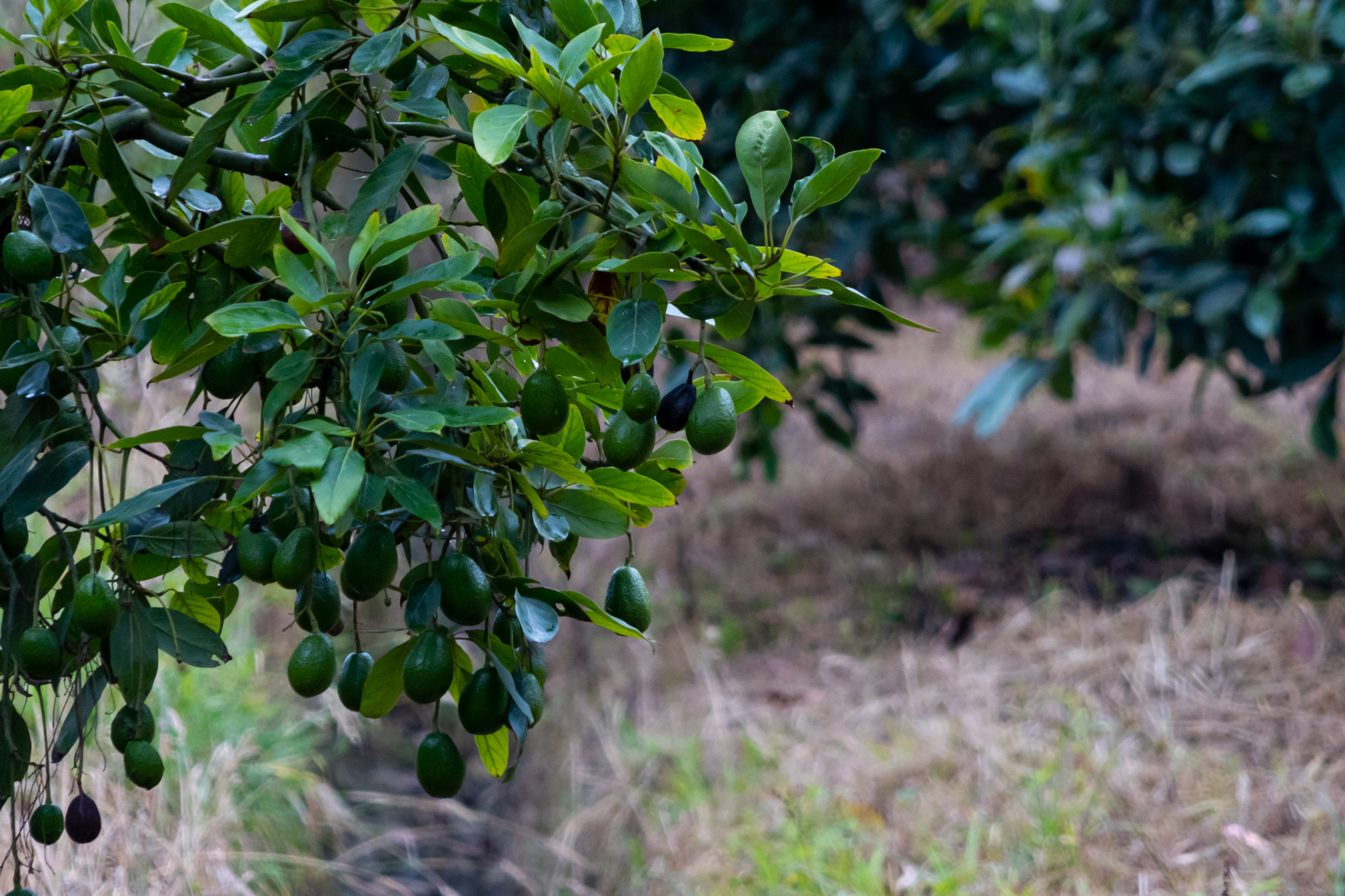 El aguacate hass se ha convertido en uno de los productos estrella de la agricultura colombiana.