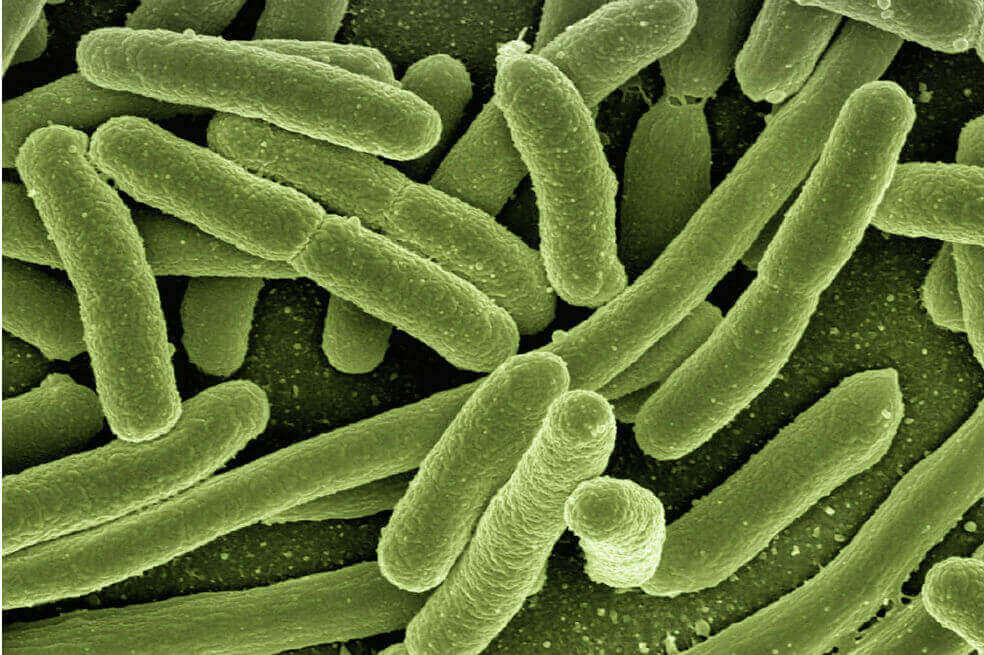 Hallan un vínculo entre las bacterias intestinales y la ansiedad