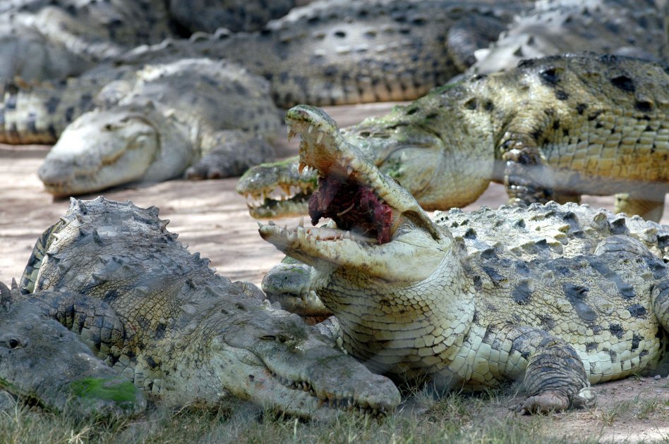 A la caza de 15.000 cocodrilos en Sudáfrica