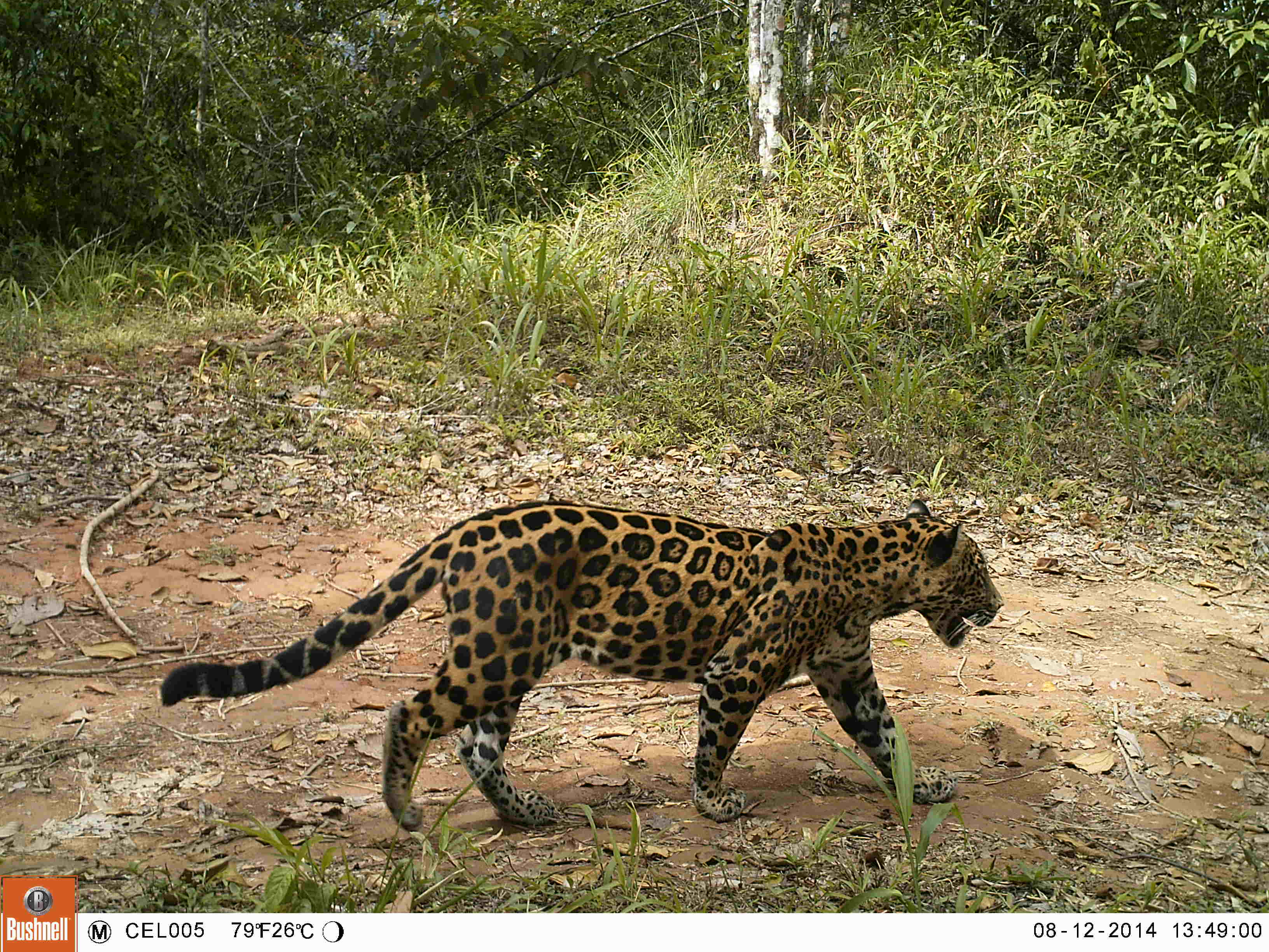 Jaguar juvenil en imagen tomada dentro del programa de monitoreo de la reserva de la biosfera la Amistad.