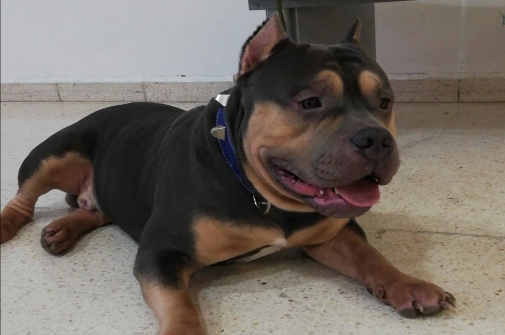 Sancionan a aerolínea Easyfly por muerte del perro Homero