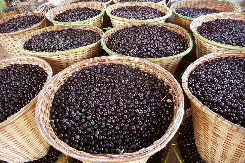 El fruto del Açaí también transmite mal de Chagas