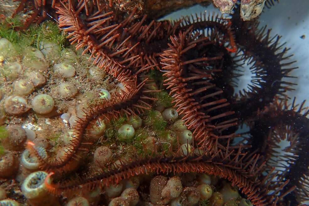 Las estrellas de mar que pueden ver sin tener ojos