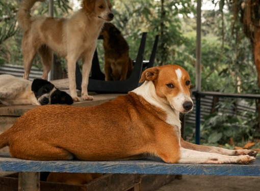 A puerta cerrada: las barreras para sancionar el maltrato animal en los hogares colombianos