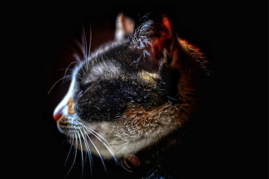 Caspa en gatos: ¿por qué se produce y cómo evitarla?