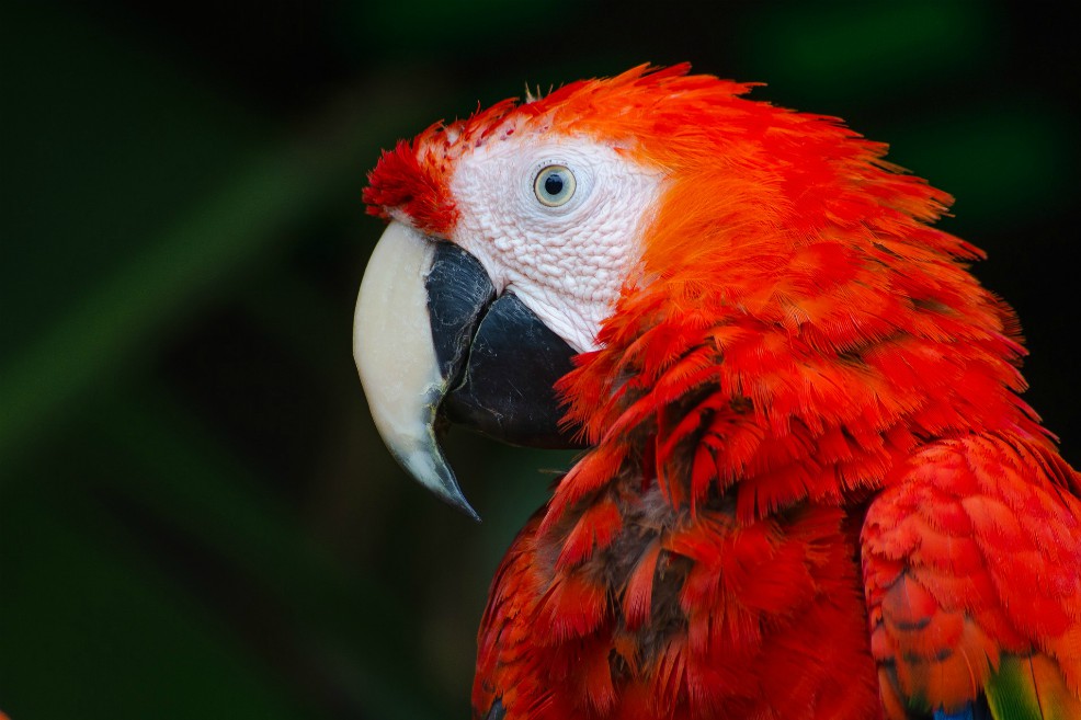 Los guacamayos que se sonrojan, un nuevo misterio animal