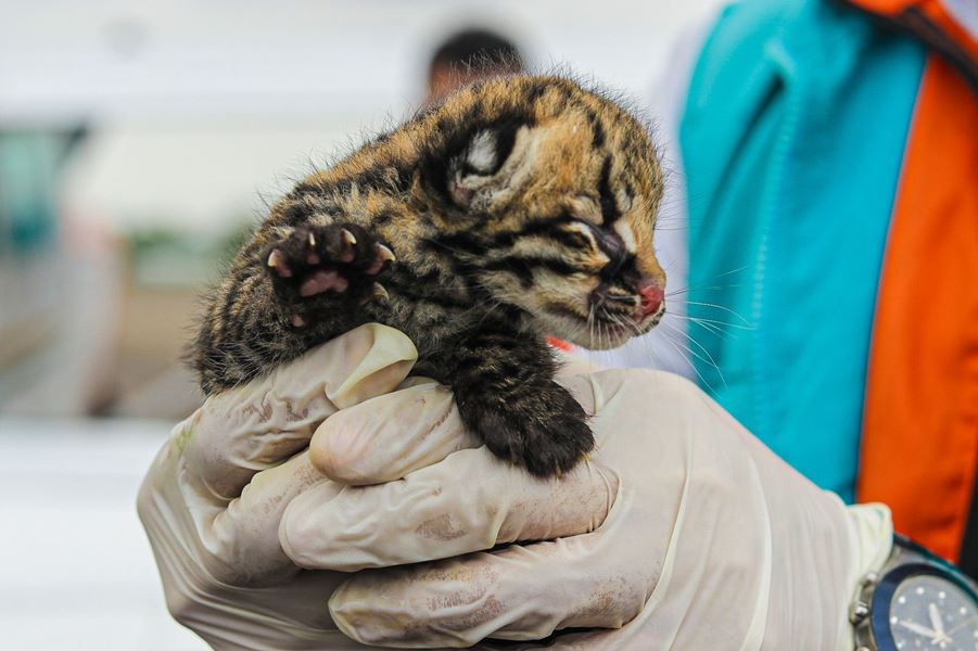 No son mascotas, son bebes de fauna silvestre: la verdad detrás de estas imágenes
