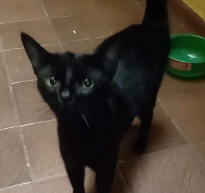 Gata negra perdida.