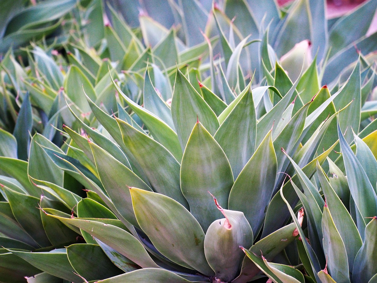 Agave, cómo cuidar de esta planta del desierto