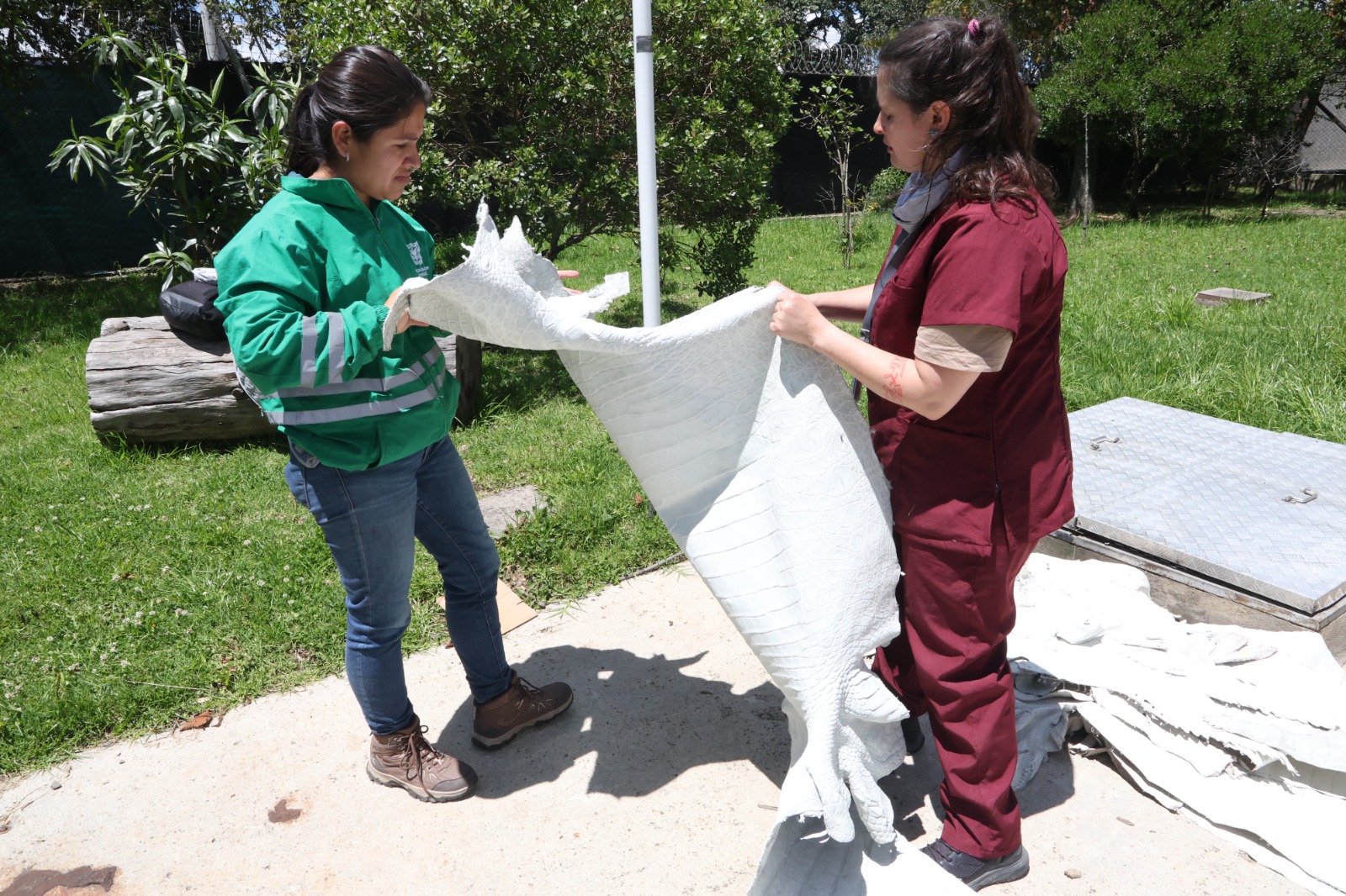 En total, se decomisaron 131,73 kilogramos de pieles de fauna silvestre y productos derivados. Se recuperaron 570 pieles enteras y fraccionadas de babilla, cocodrilo, avestruz y pitón.