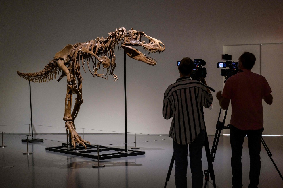 Por primera vez subastarán esqueleto de un dinosaurio Gorgosaurus