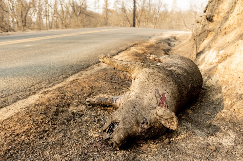 Especies en peligro de extinción, las más afectadas con los incendios en Estados Unidos