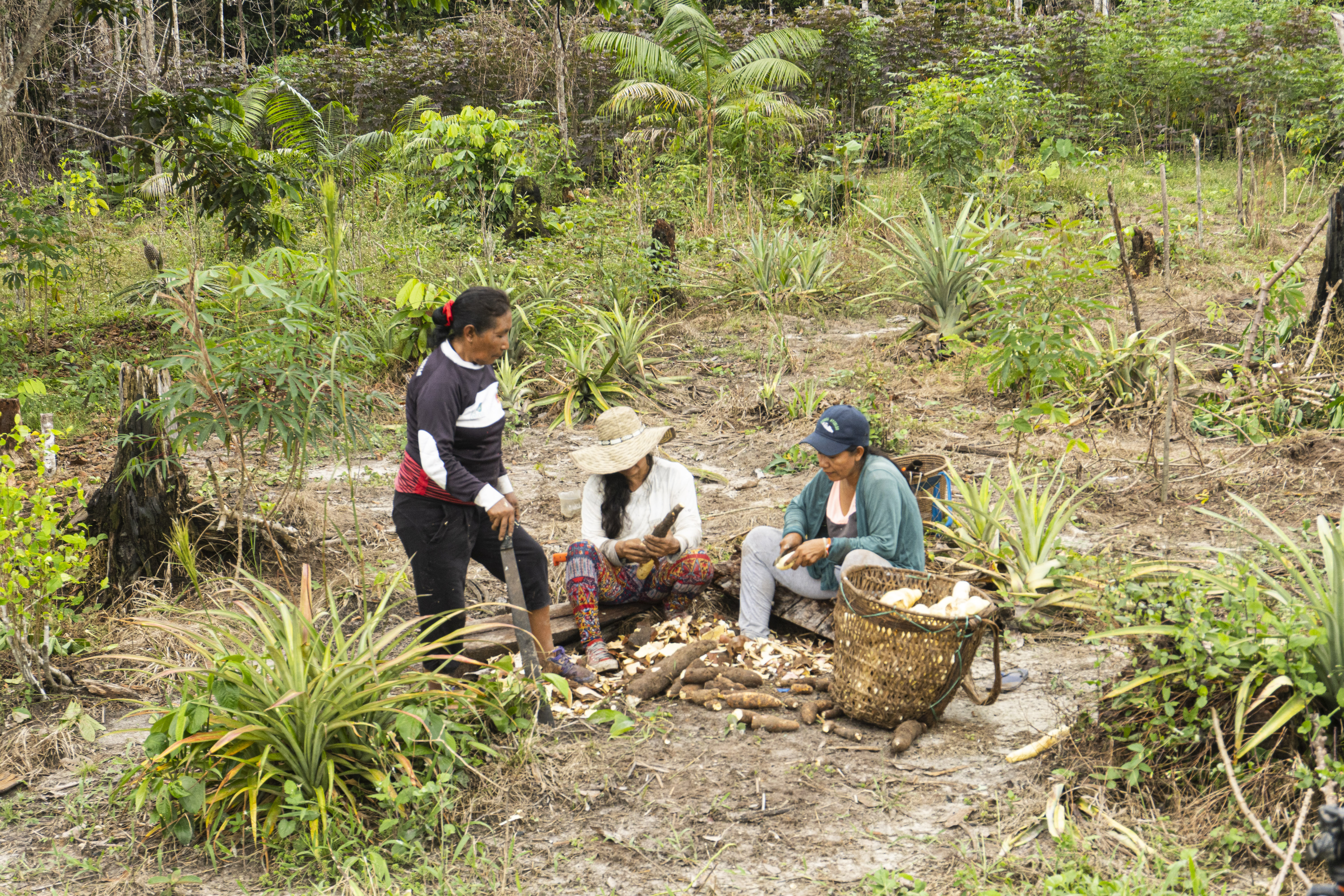 Doña Eufracia Kuyuedo (izquierda), Anitalia Pijachi (derecha) y una colaboradora, pelando yuca en su chagra situada a la orilla del río Tacana, cerca de Leticia.