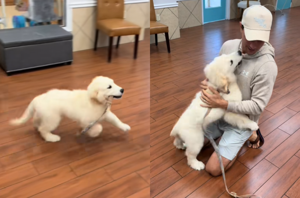 Llevó a su perro por primera vez a la guardería y su reacción se volvió viral