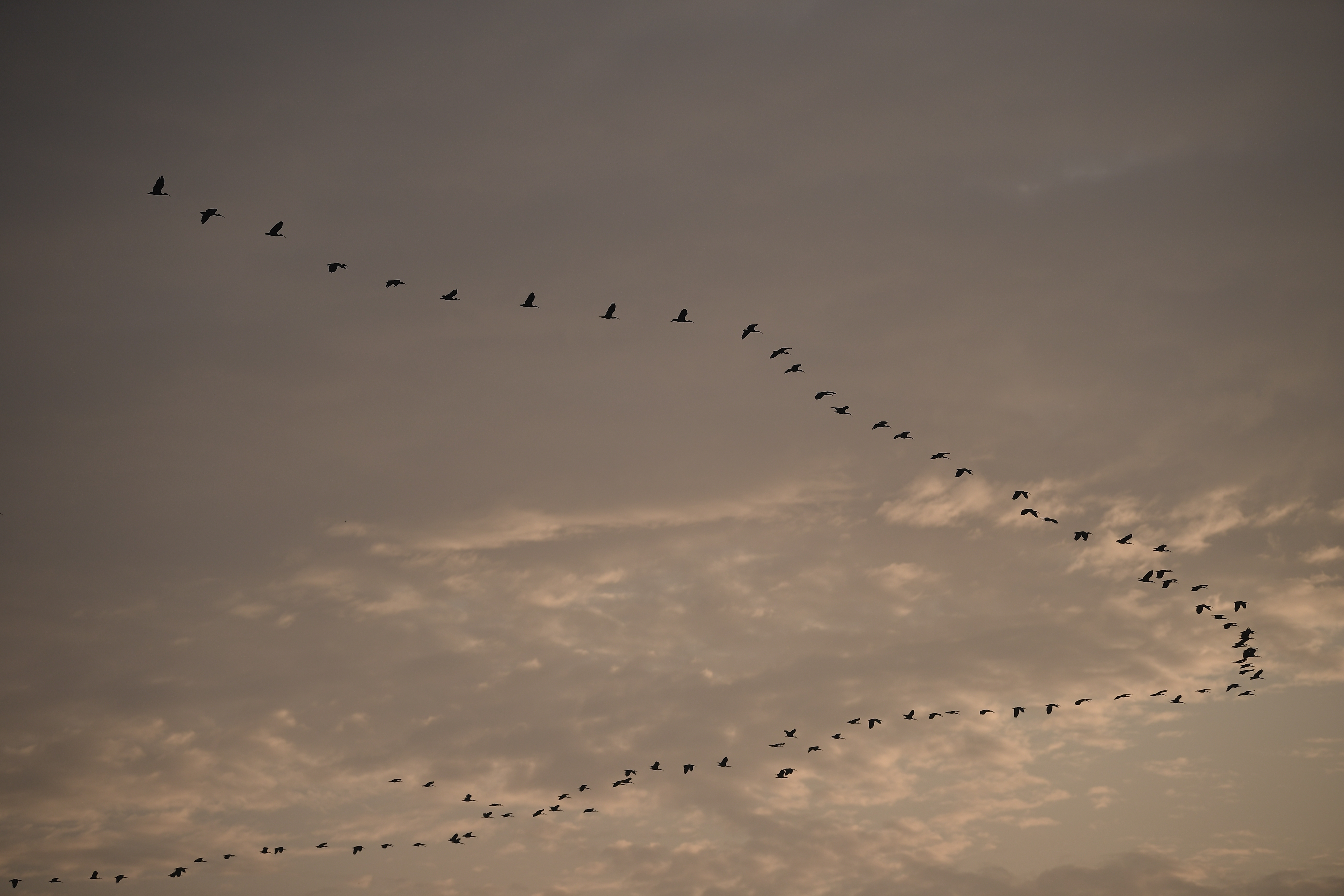 Perturbaciones en el campo magnético de la Tierra afectan el “GPS” de las aves