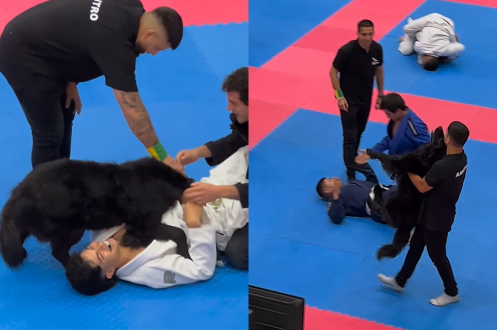 Video: perro se vuelve viral al ayudar a su dueño en una competencia deportiva