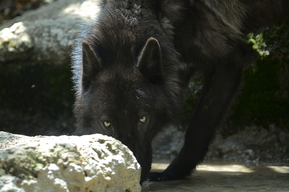 Este lobo no es colombiano pero fue encontrado en Medellín