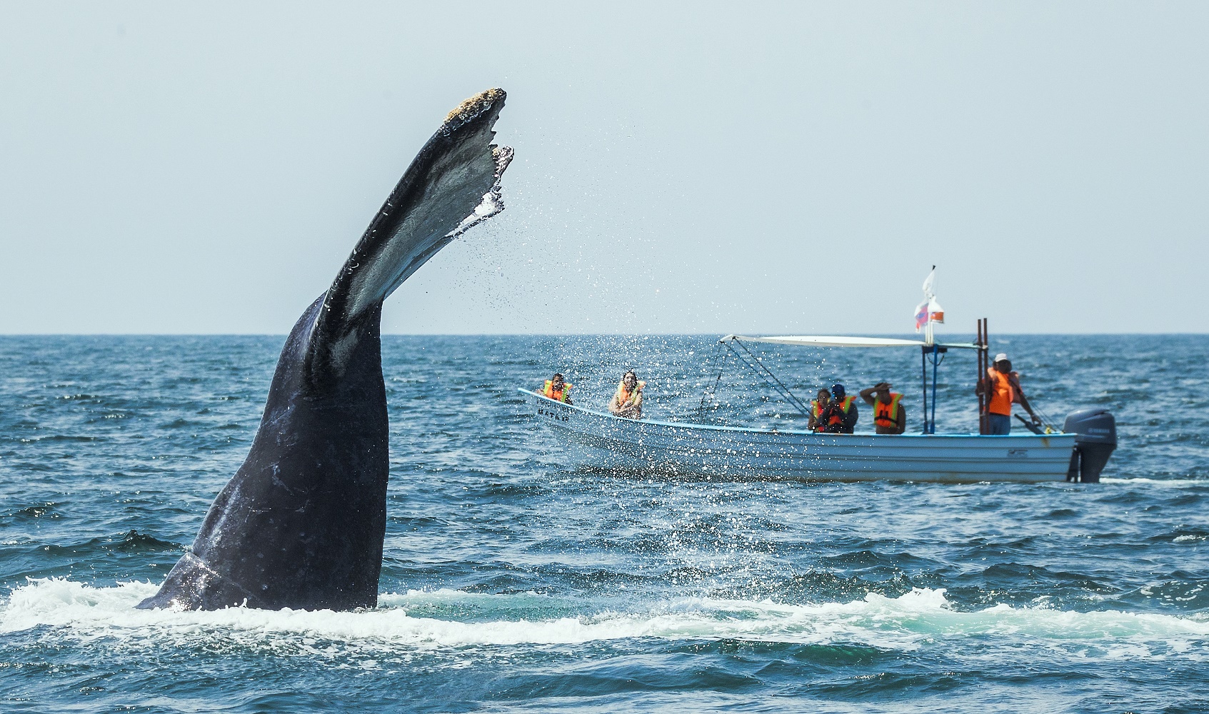 5 razones para no perderse el avistamiento de ballenas en Riviera Nayarit