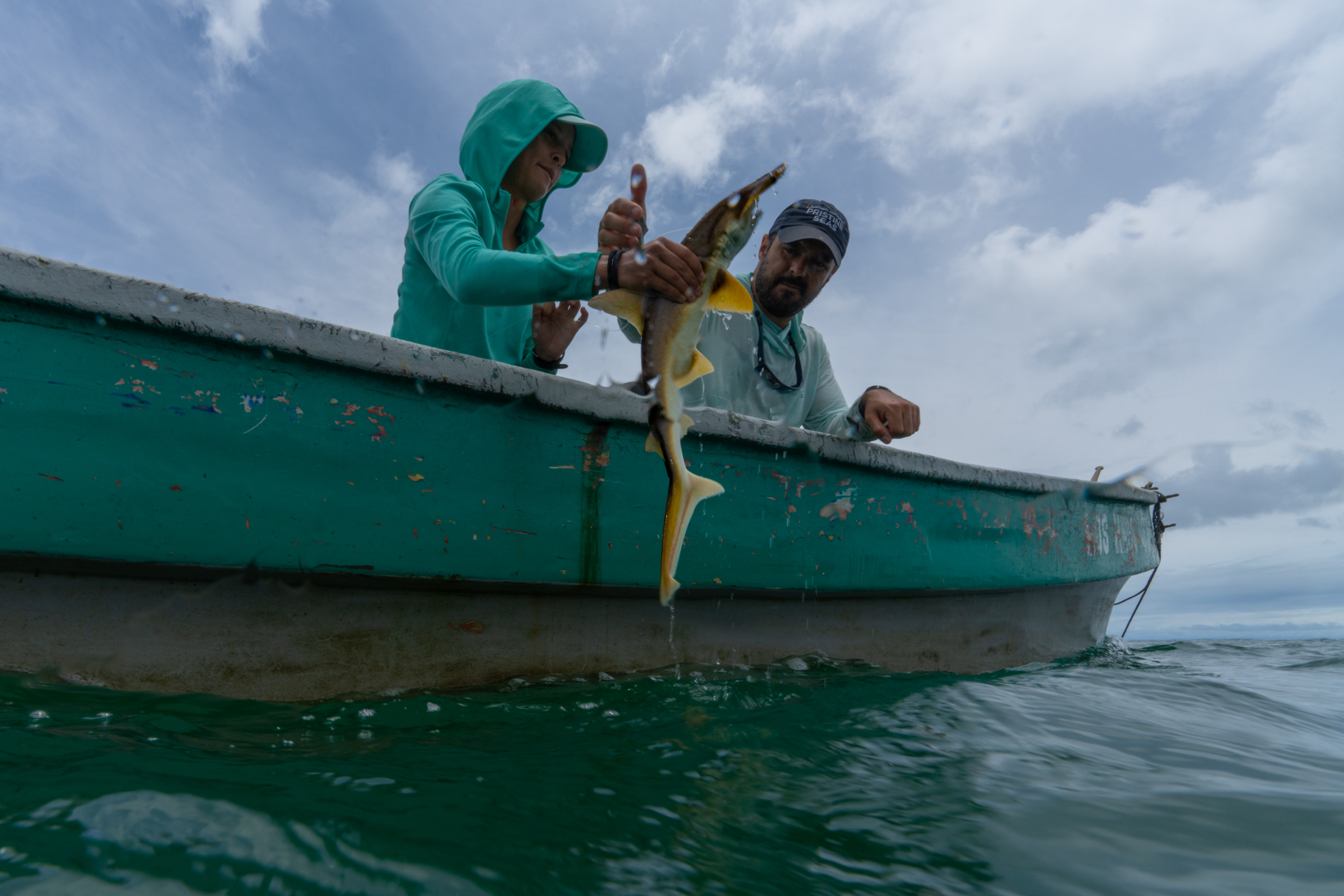 Tiburón martillo Sphyrna corona en el Pacífico colombiano.