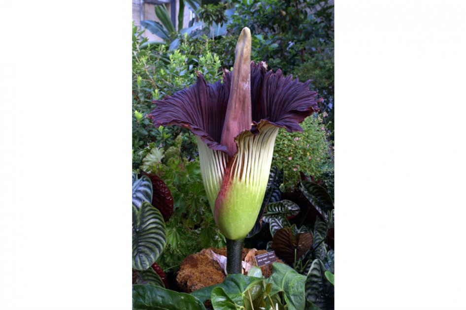 Extraña flor de casi dos metros y olor a cadáver florece en Australia