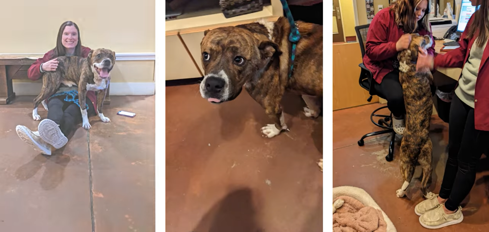 Perro fue encontrado con herida de bala y amarrado a un poste, pero tuvo un final feliz