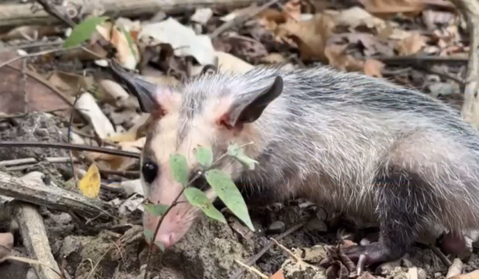 Más de 40 animales silvestres fueron liberados en una reserva natural de Cundinamarca