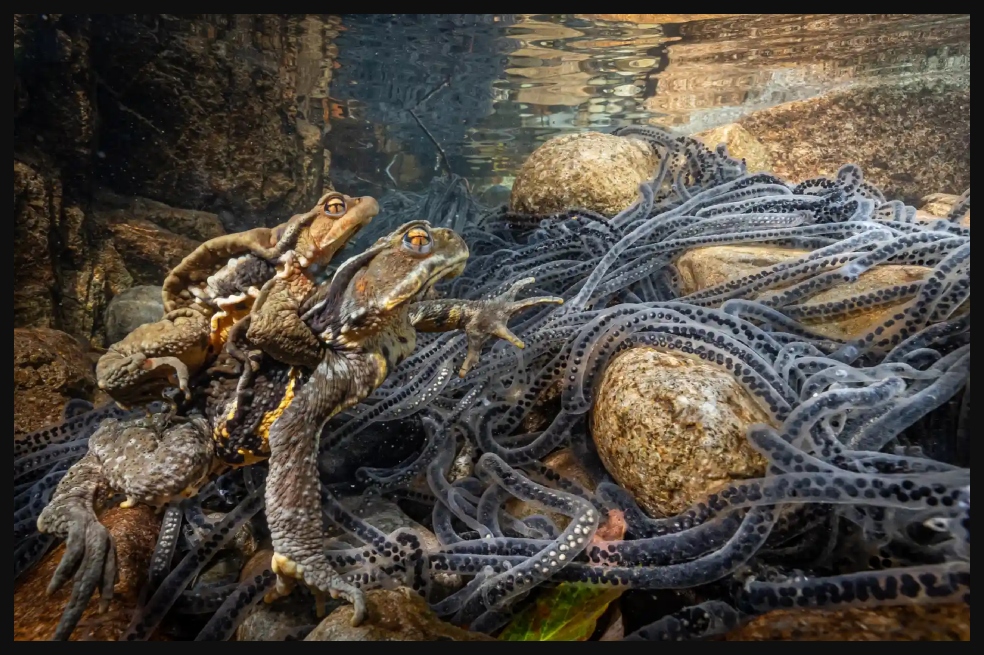 Ikuma Norihiro ganó en la categoría de comportamiento de anfibios y reptiles. Su foto se llama 'Ride on you': un sapo japonés en las montañas Owase en Mie, Japón.