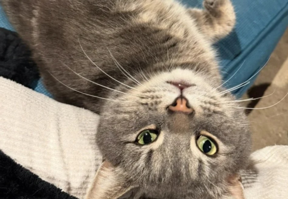 Este gato gris y esponjoso recorría la cuadra con confianza, visitando puertas y porches, donde se hacía querer con caricias y su calma compañía.
