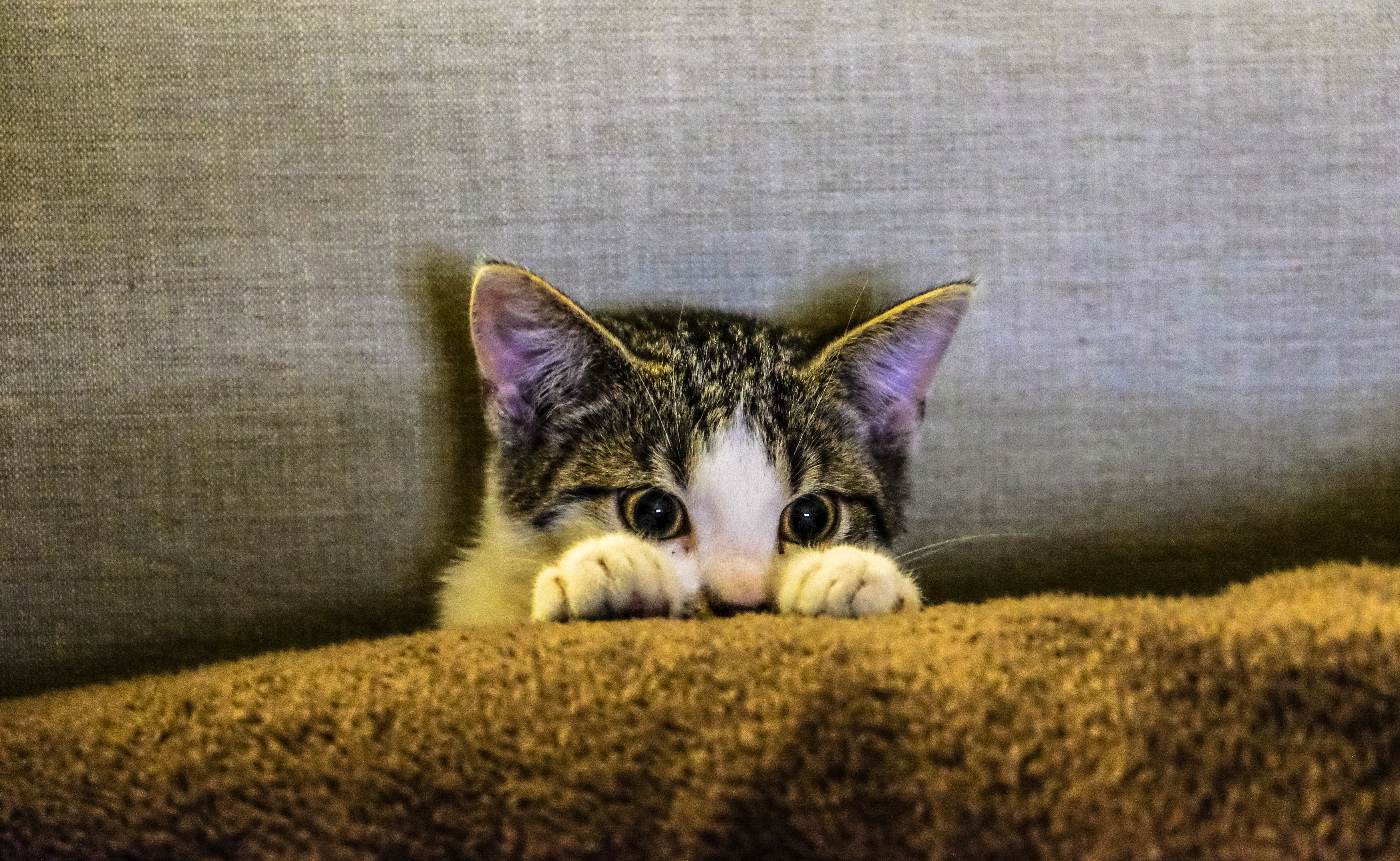 ¿Qué cuidados necesita un gatito bebé?