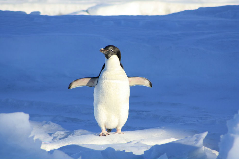 Expertos piden proteger mejor el Antártico en el día mundial de los pingüinos