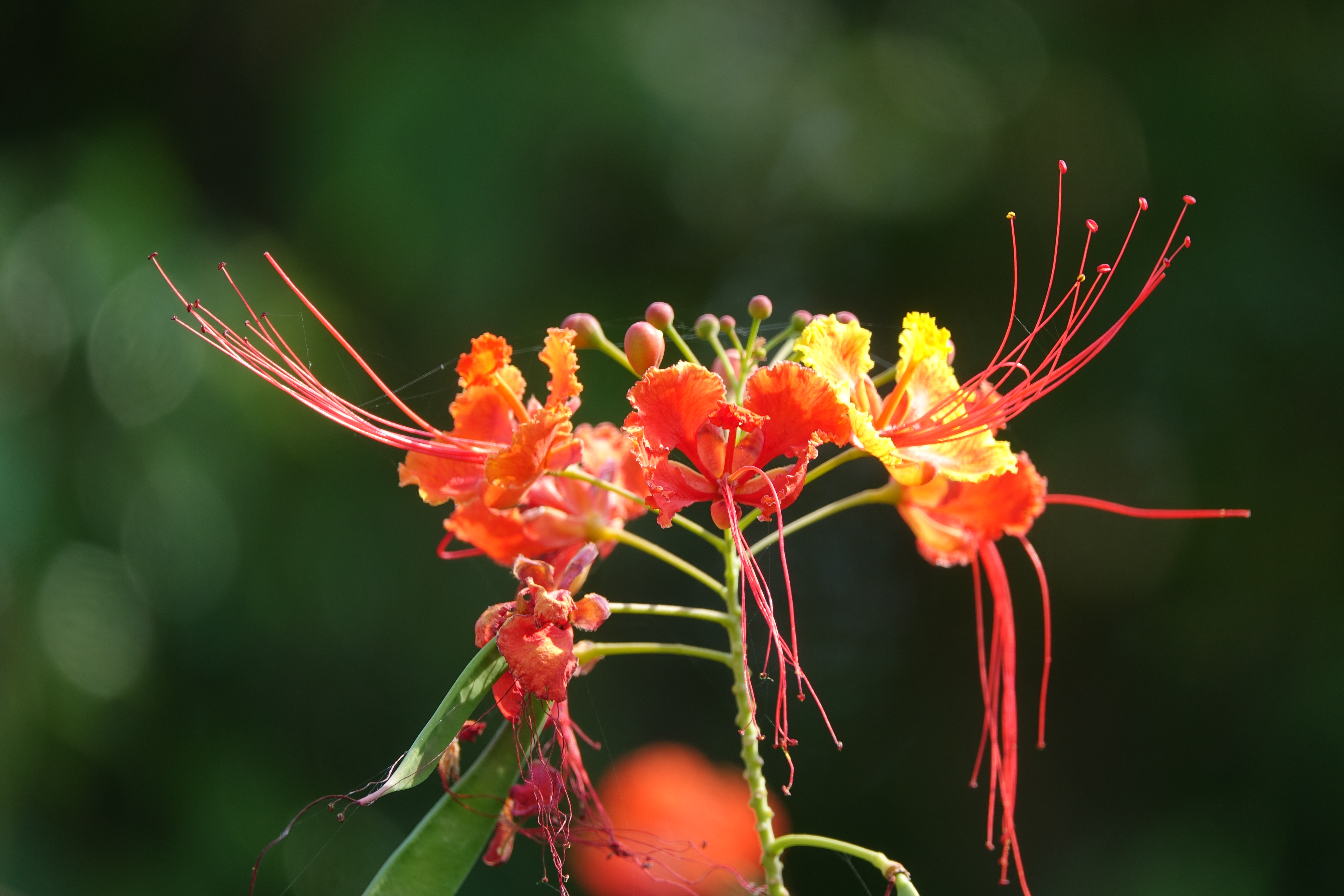 Clavellino, una de las plantas ornamentales más apreciadas para el jardín