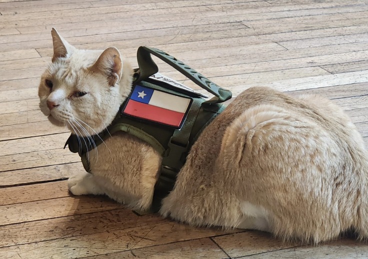 Naruto, el gato callejero que se volvió “policía” y hoy apoya a quienes llegan a denunciar