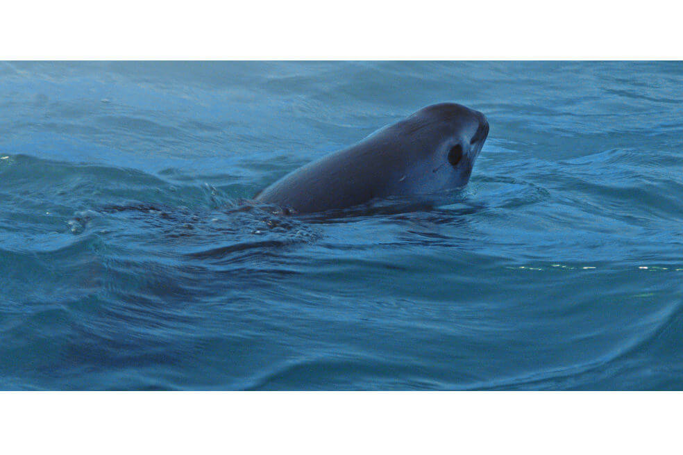 Documental sobre la lucha por salvar vaquitas marinas llega a la televisión latina